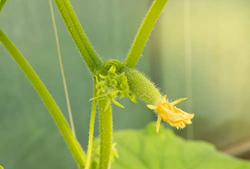 Vegetable Plants - Cucumber 'Petita' - 1 x Large Plant in a 9cm Pot