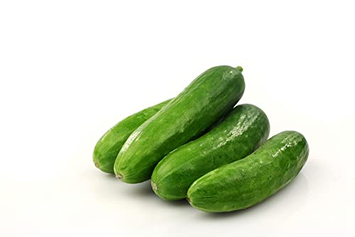 Vegetable Plants - Cucumber 'Petita' - 6 x Large Plants in 9cm Pots