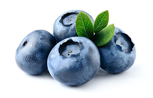 Fruit Plants - Blueberry 'Chandler' - 1 x Full Plant in a 2 Litre Pot