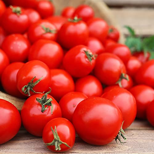 Tomato Plants - 'Sweet Aperitif' - 1 x Full Plant in a 9cm Pot