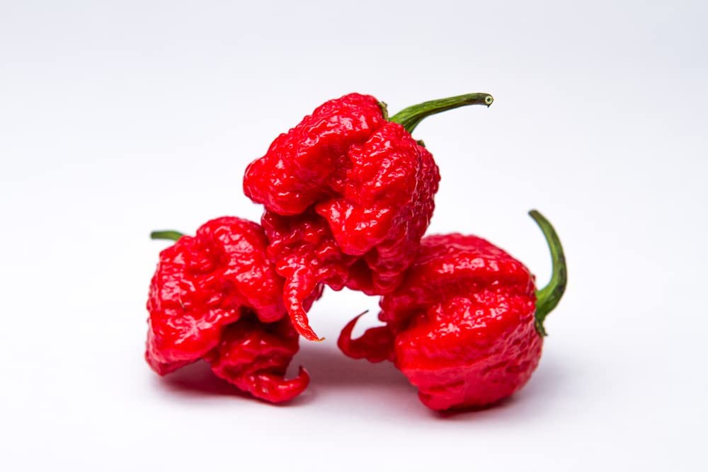 Chilli Pepper - Carolina Reaper - 3 x Large Plants in 9cm Pots