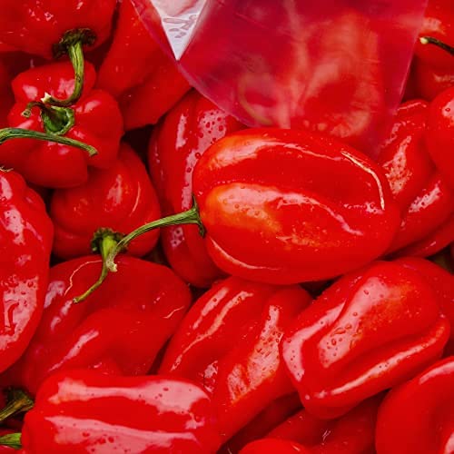 Chilli Pepper 'Scotch Bonnet Red' - 6 x Full Plants in 9cm Pots
