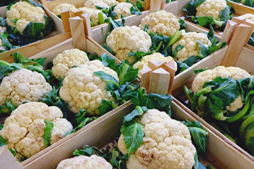 Cauliflower 'White Excel' - 9 x Plug Plant Pack