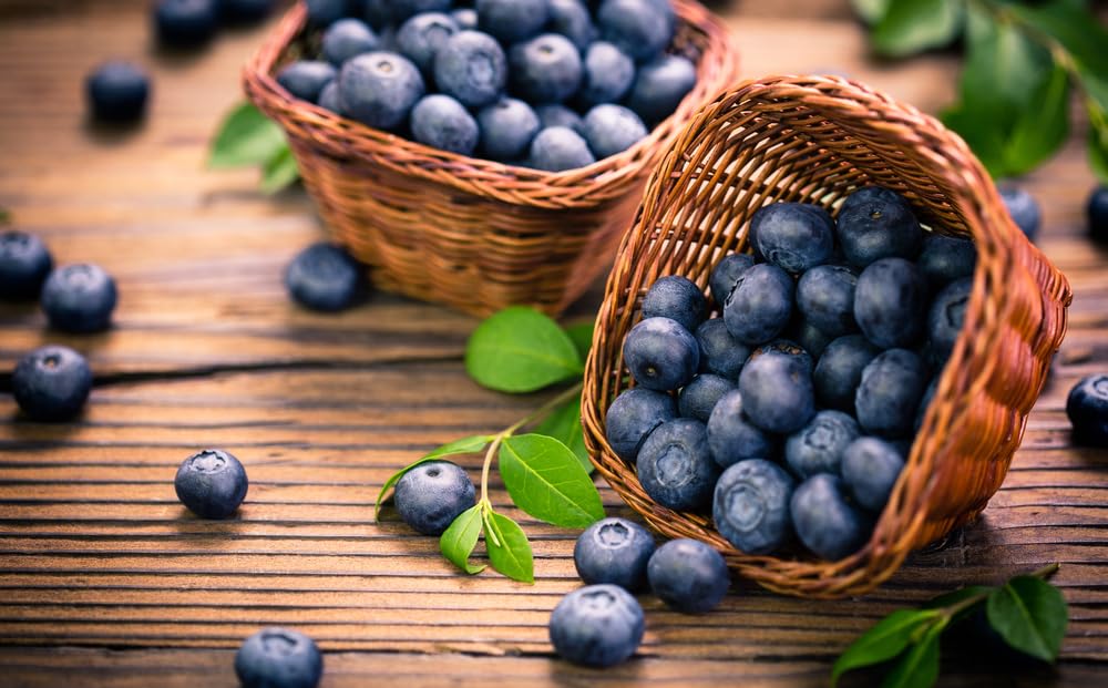 Fruit Plants - Blueberry 'Chandler' - 1 x Full Plant in a 2 Litre Pot