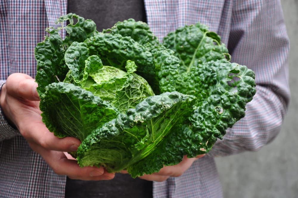 Cabbage 'Serpentine' - 9 x Plug Plant Pack