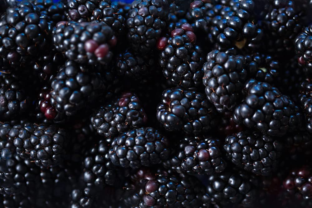 Fruit Plants - BlackBerry 'Triple Crown' - 1 x Full Plant in a 3 Litre Pot
