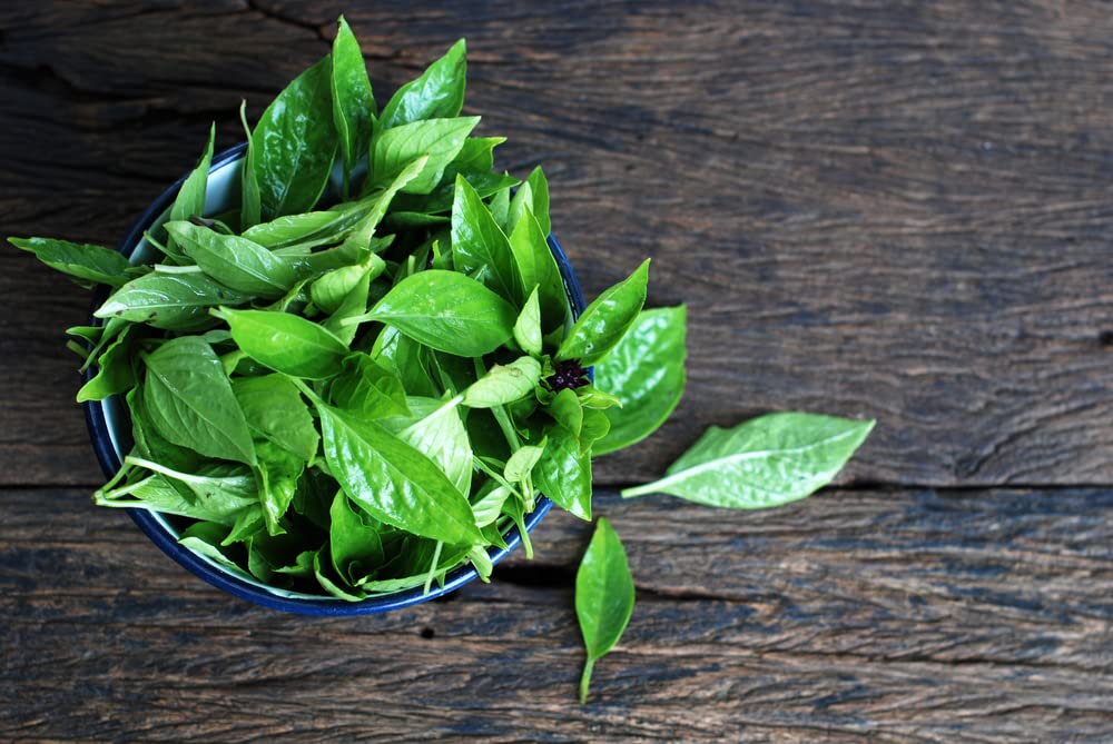 Herb Plants - Basil 'Sweet Genovese' - 3 x Full Plants in 9cm Pots