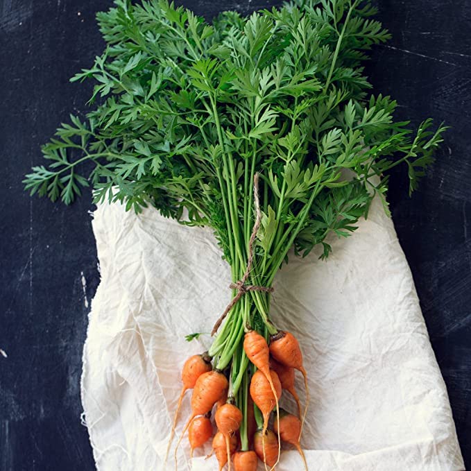 Carrot 'Atlas' - 12 x Plug Plant Pack