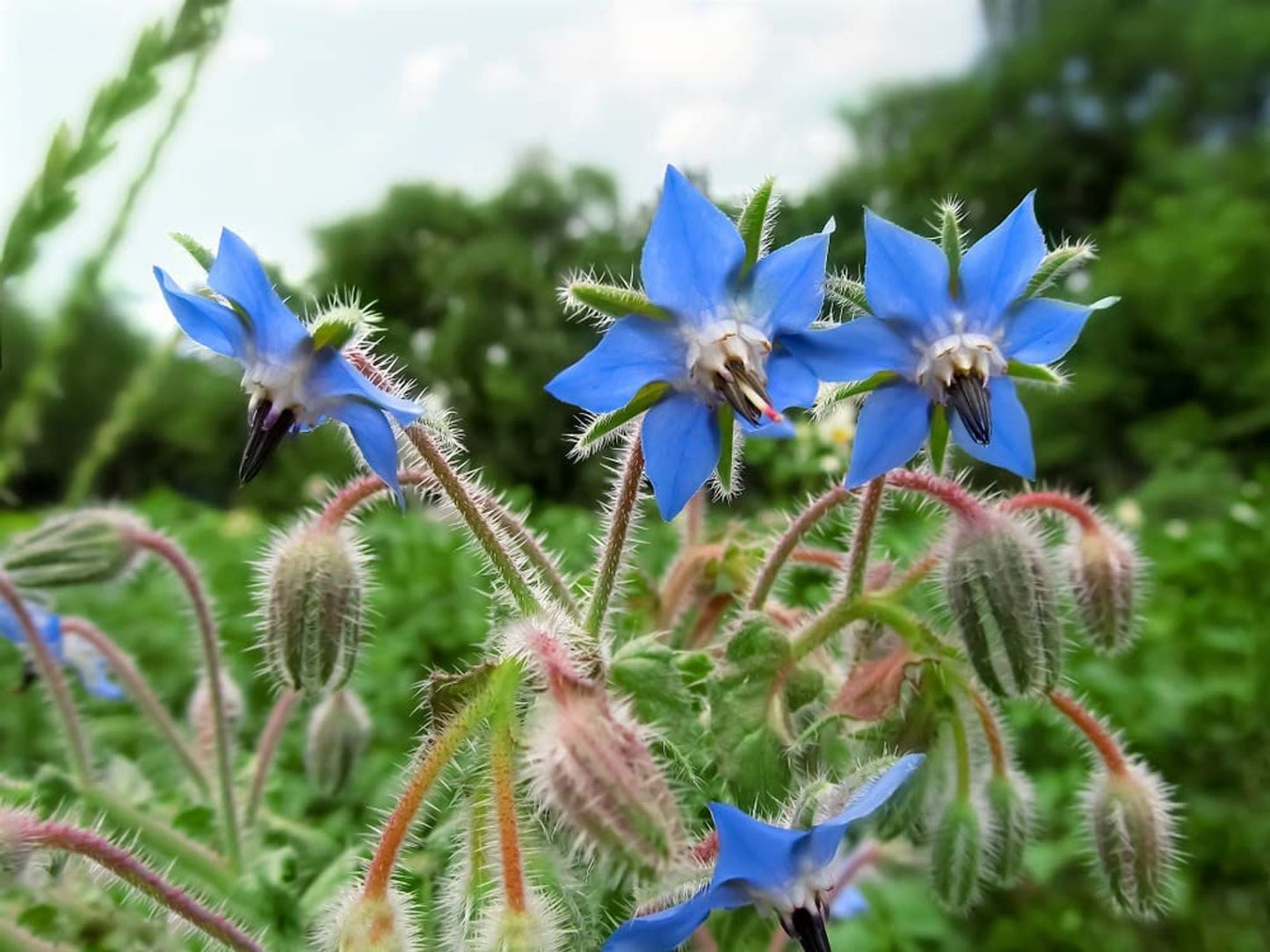 Herb Plants - Borage - Full Plants in 9cm Pots