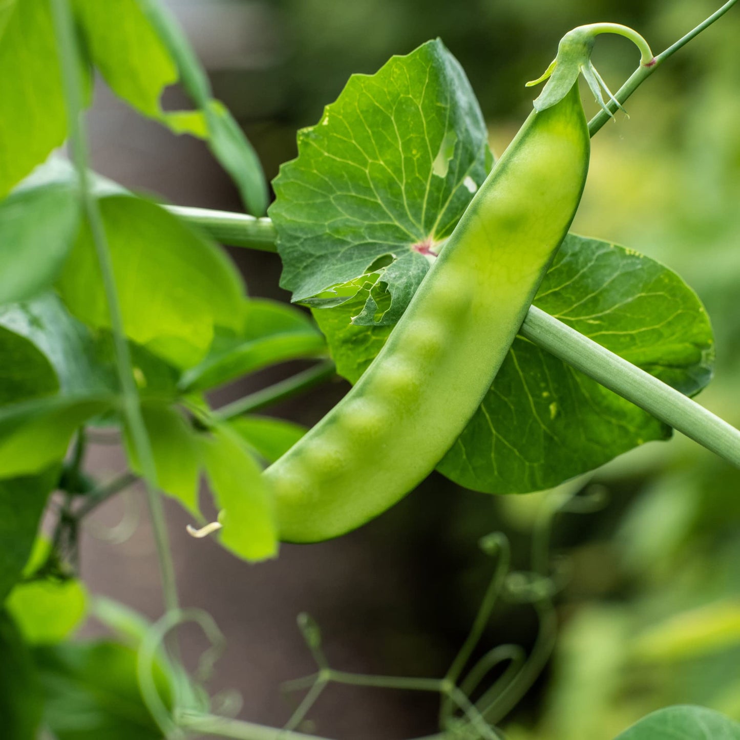 Vegetable Plants - Peas - 'Sugar Snap' - Full Plant Pack
