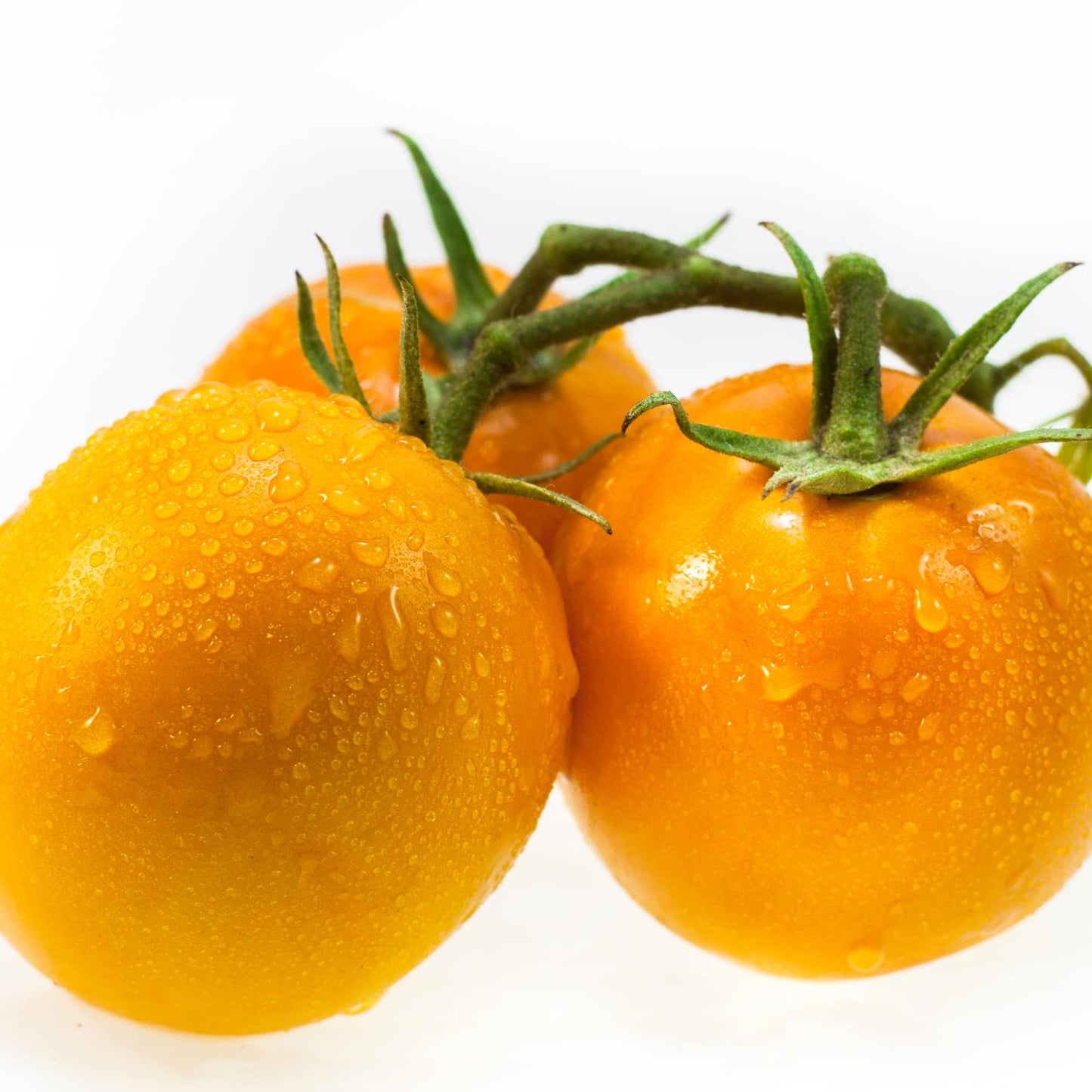 Tomato Plants - 'Sun Gold' - 3 x Full Plant in 9cm Pots