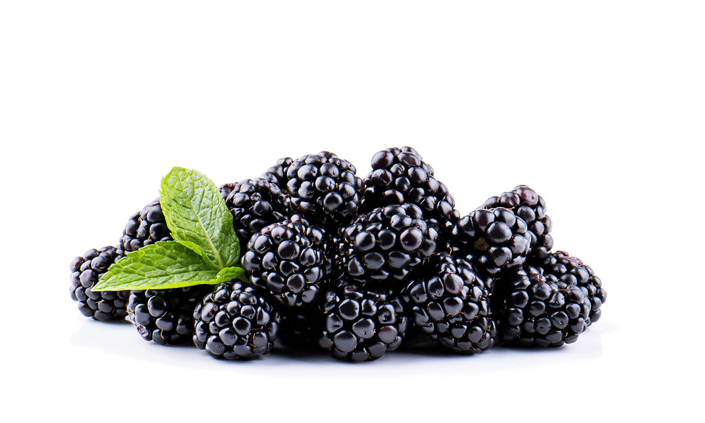 Fruit Plants - Blackberry 'Chester' - 2 x Full Plants in 3 Litre Pots