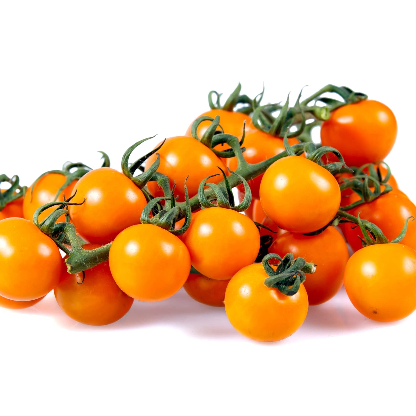 Tomato Plants - 'Sun Gold' - 1 x Full Plant in a 9cm Pot