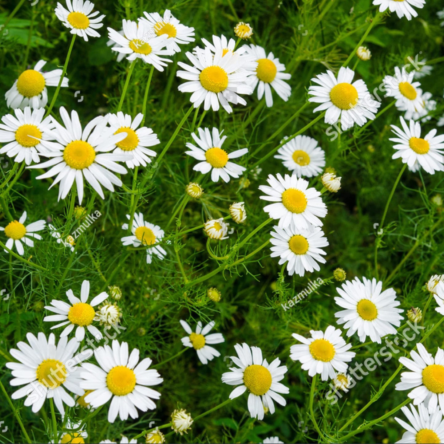 Herb Plants - Chamomile - Full Plants in 9cm Pots