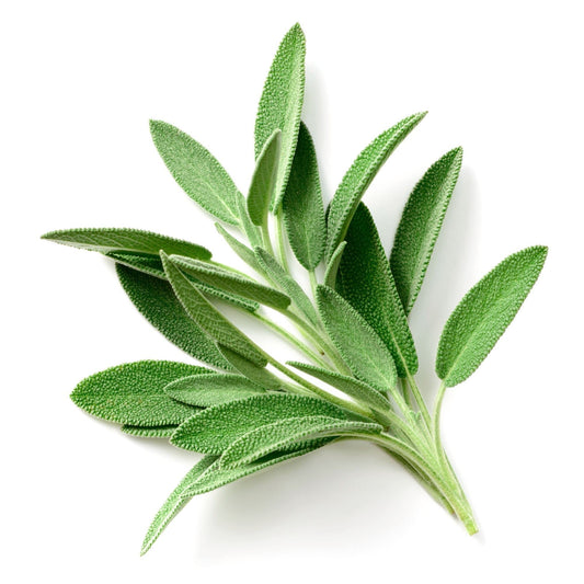 English Sage - 6 x Plug Plant Pack