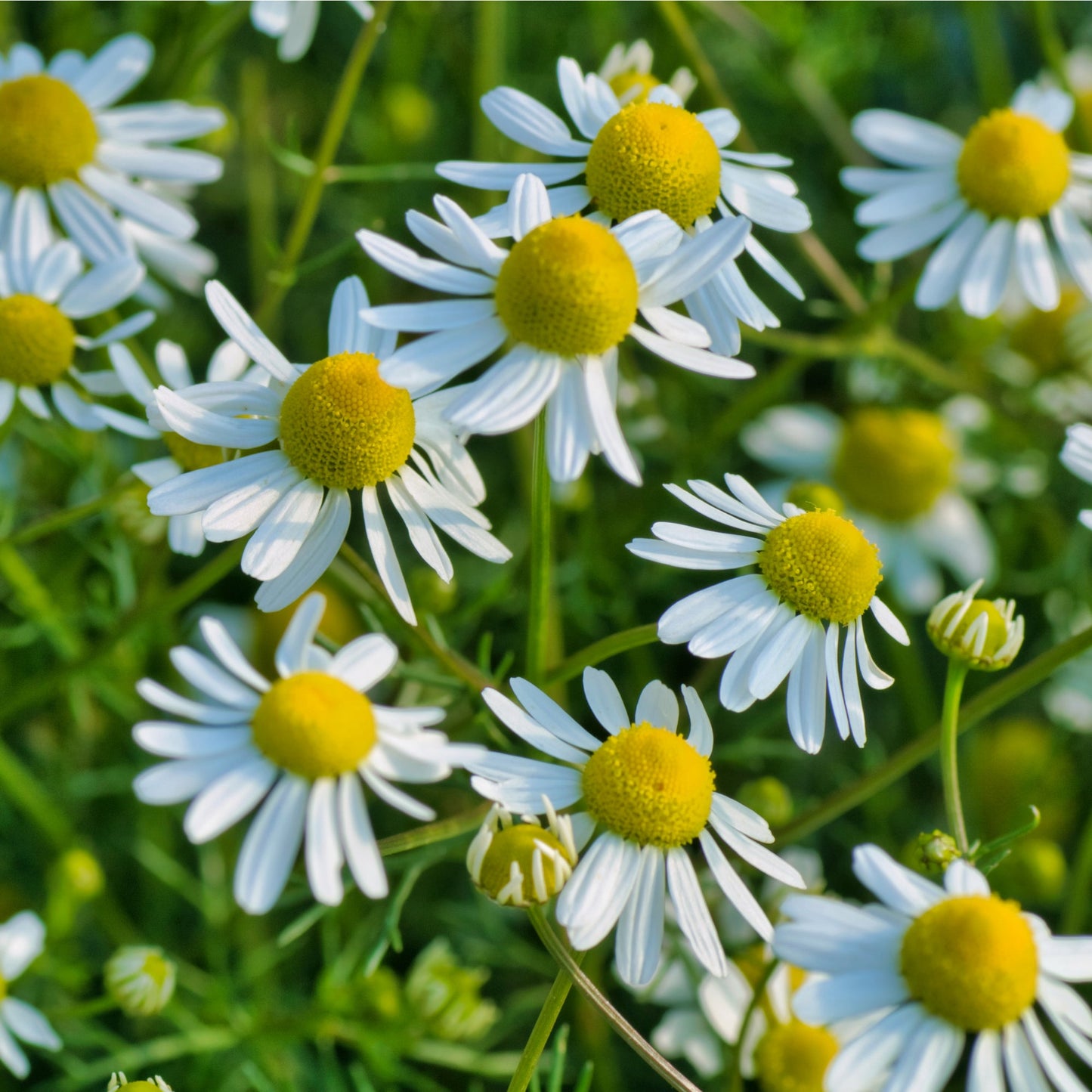 Herb Plants - German Chamomile - Full Plants in 9cm Pots