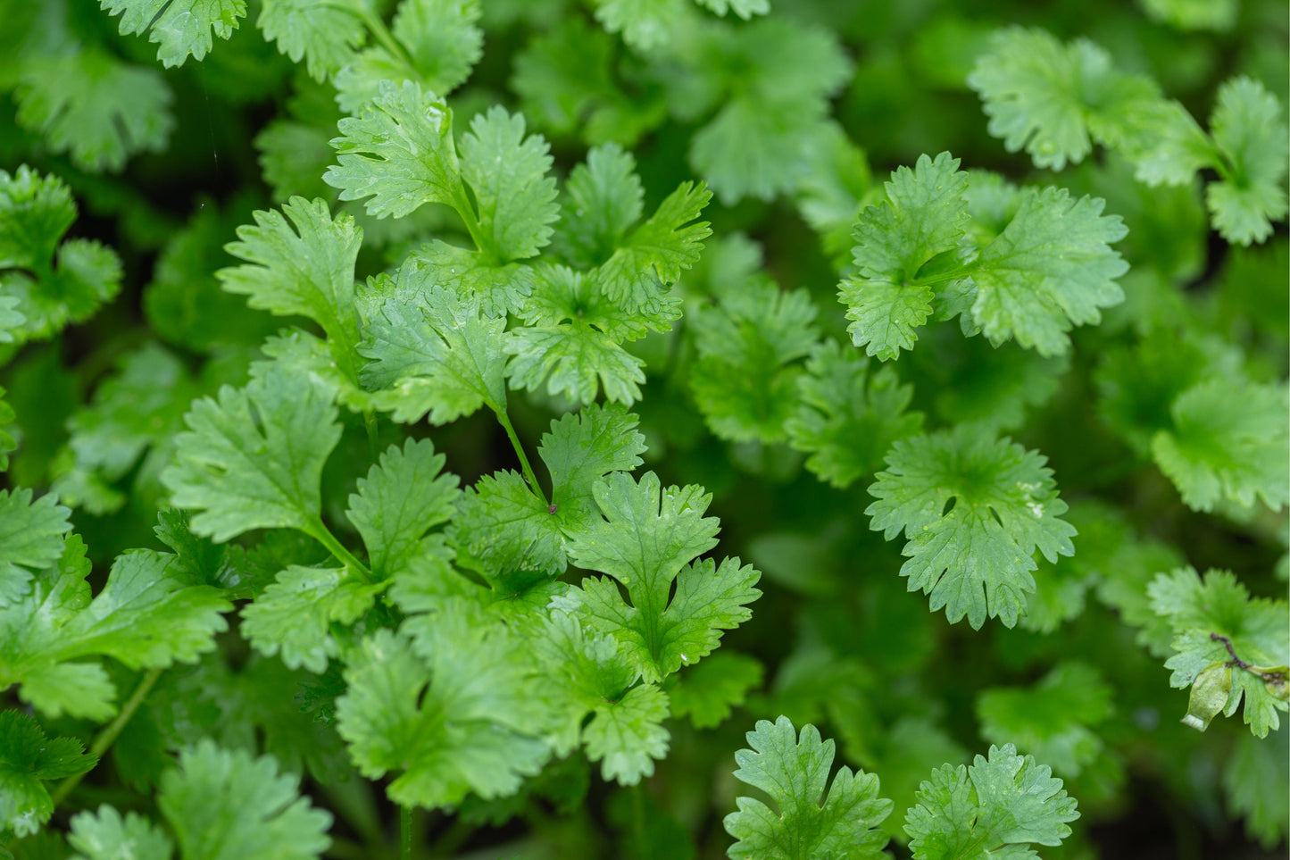 Herb Plants - Coriander - 1 x Full Plant in a 9cm Pot
