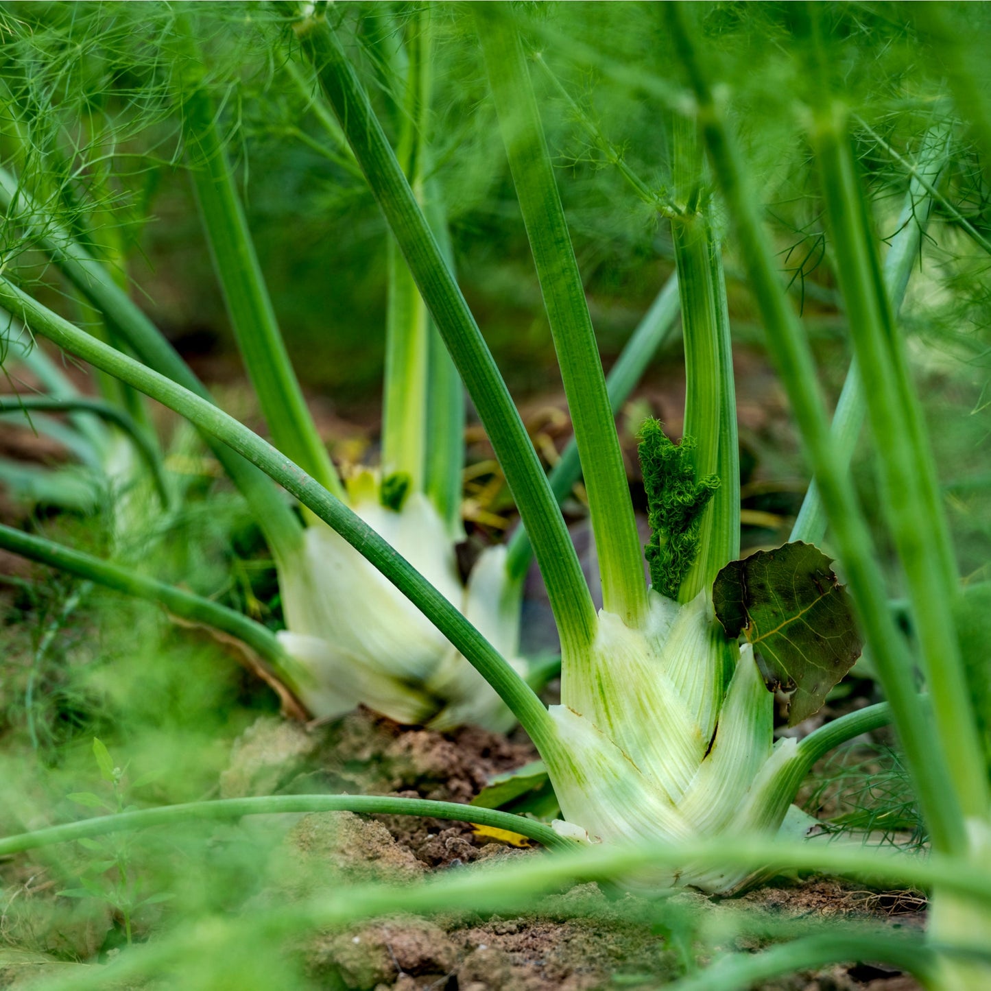 Herb Plants - Fennel - 1 x Full Plant in a 9cm Pot