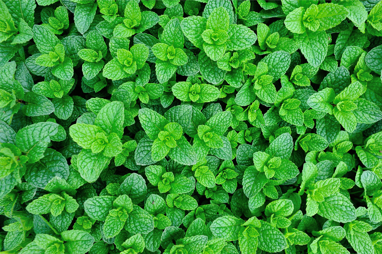 Herb Plants - Garden Mint - 2 x Full Plants in 9cm Pots