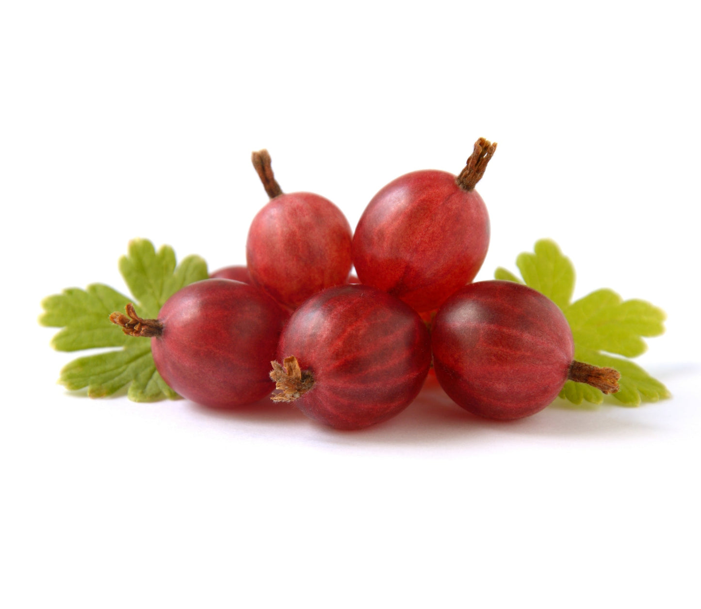 Fruit Plants - Gooseberry 'Hinnonmaki Red' - 3 x Large Plants in 2 Litre Pots