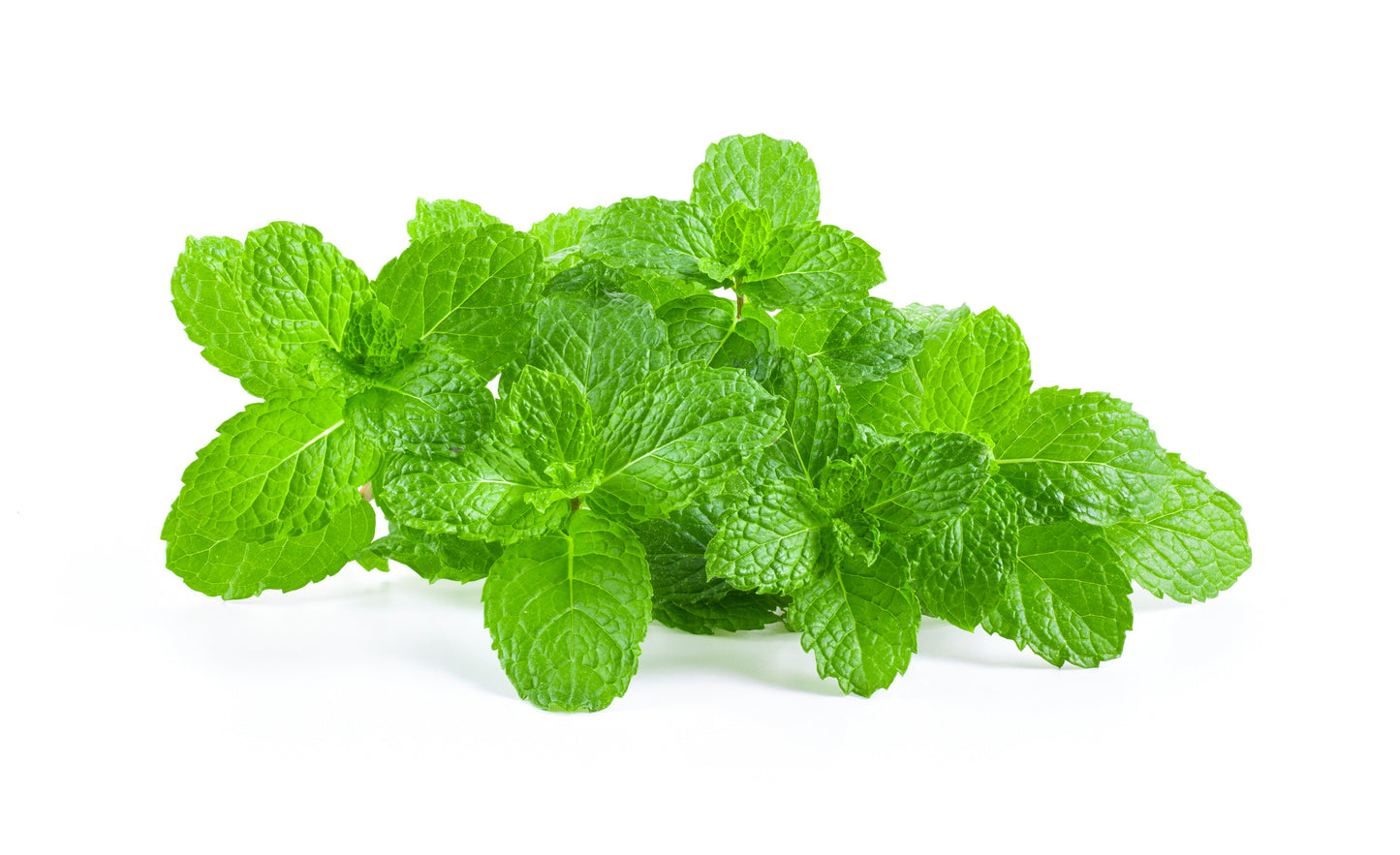 Herb Plants - Garden Mint - 1 x Full Plant in a 9cm Pot