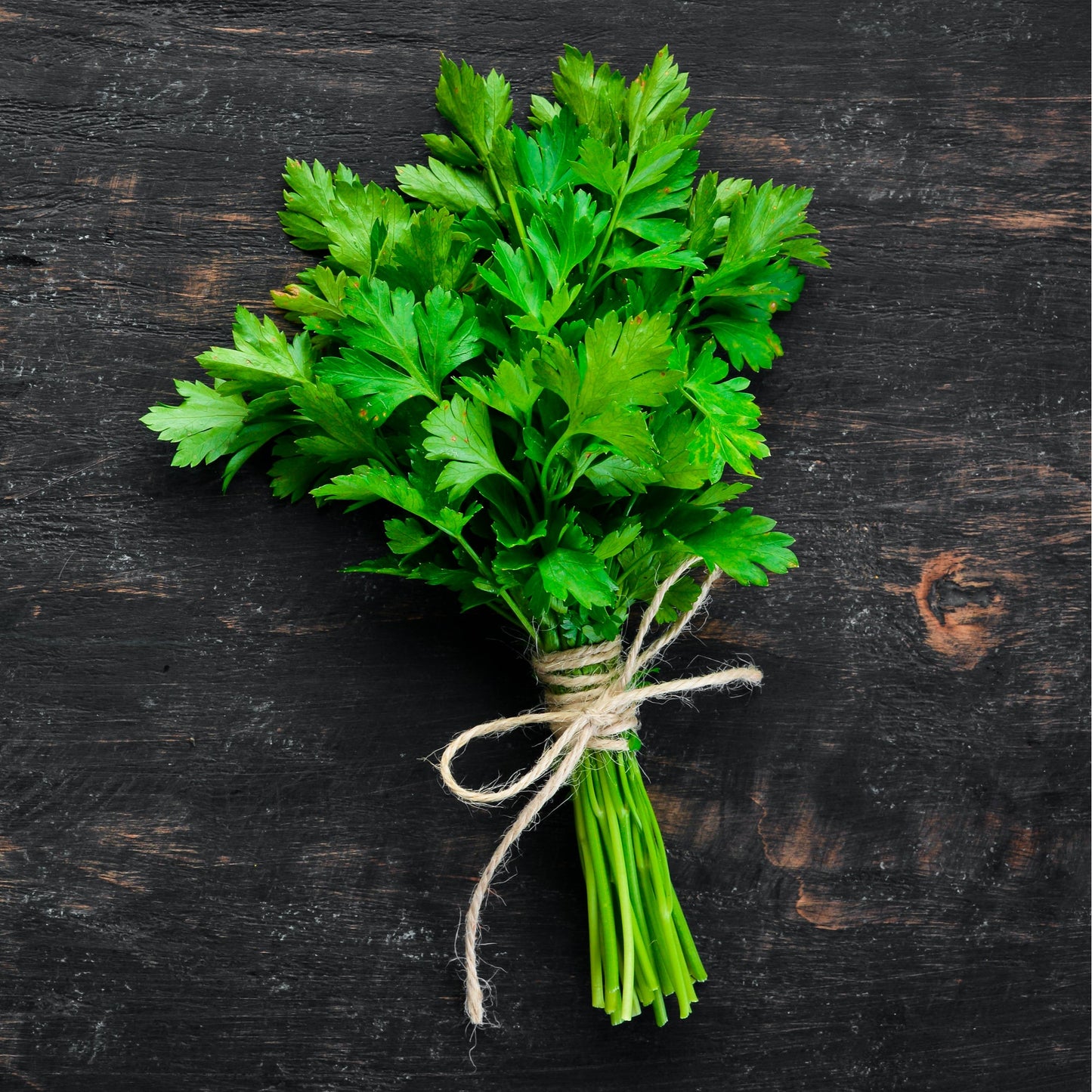 Herb Plants - Parsley 'Krausa' - 2 x Full Plants in 9cm Pots