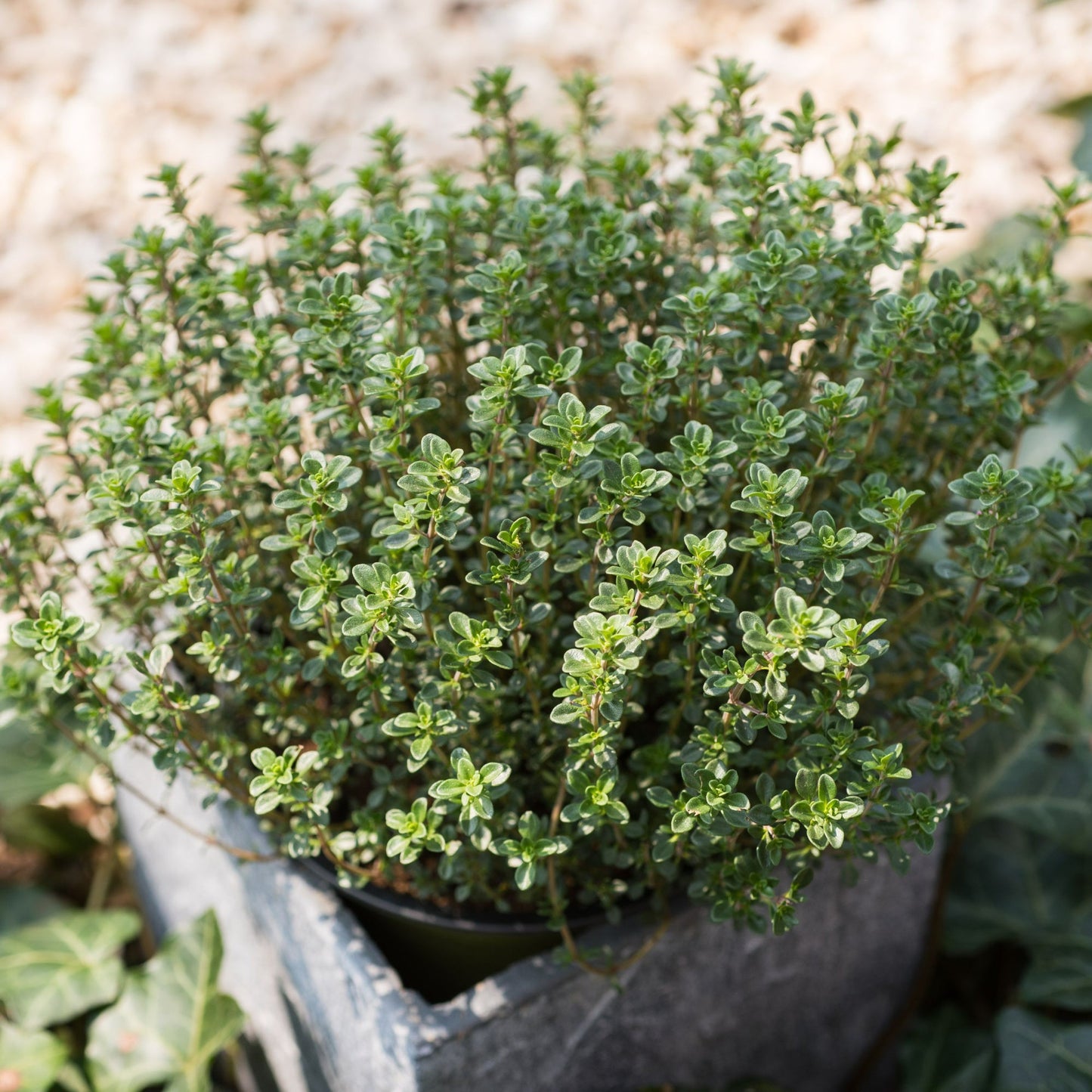 Herb Plants - English Thyme - 3 x Full Plants in 9cm Pots