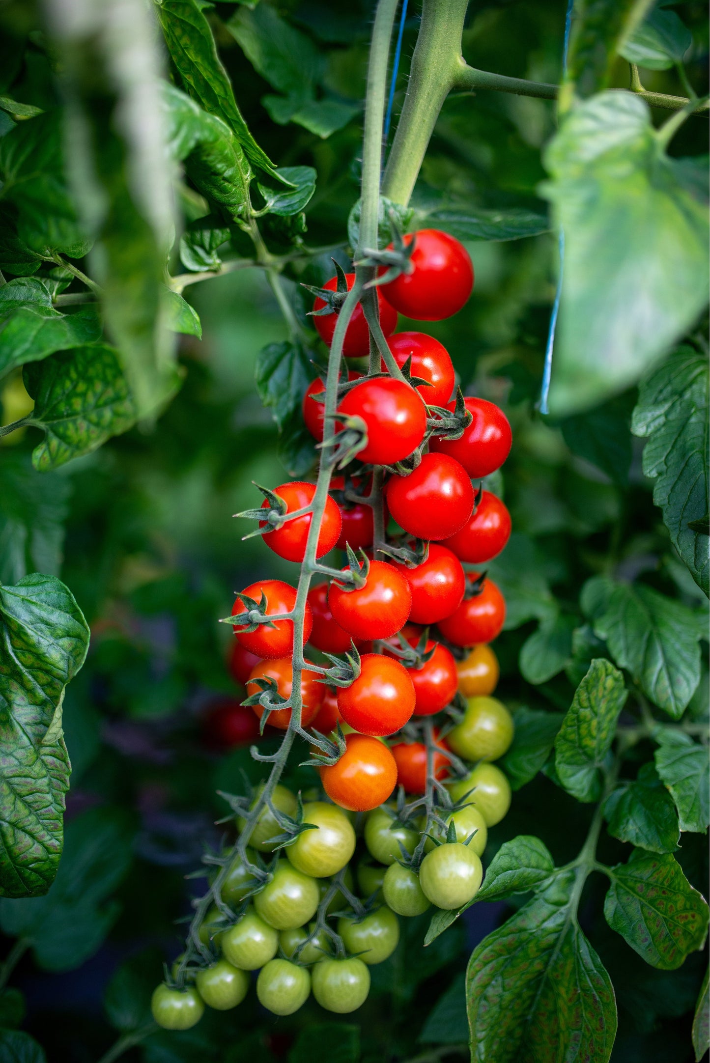 Tomato 'Sweet and Neat' - 5 x Full Plants in 9cm Pots