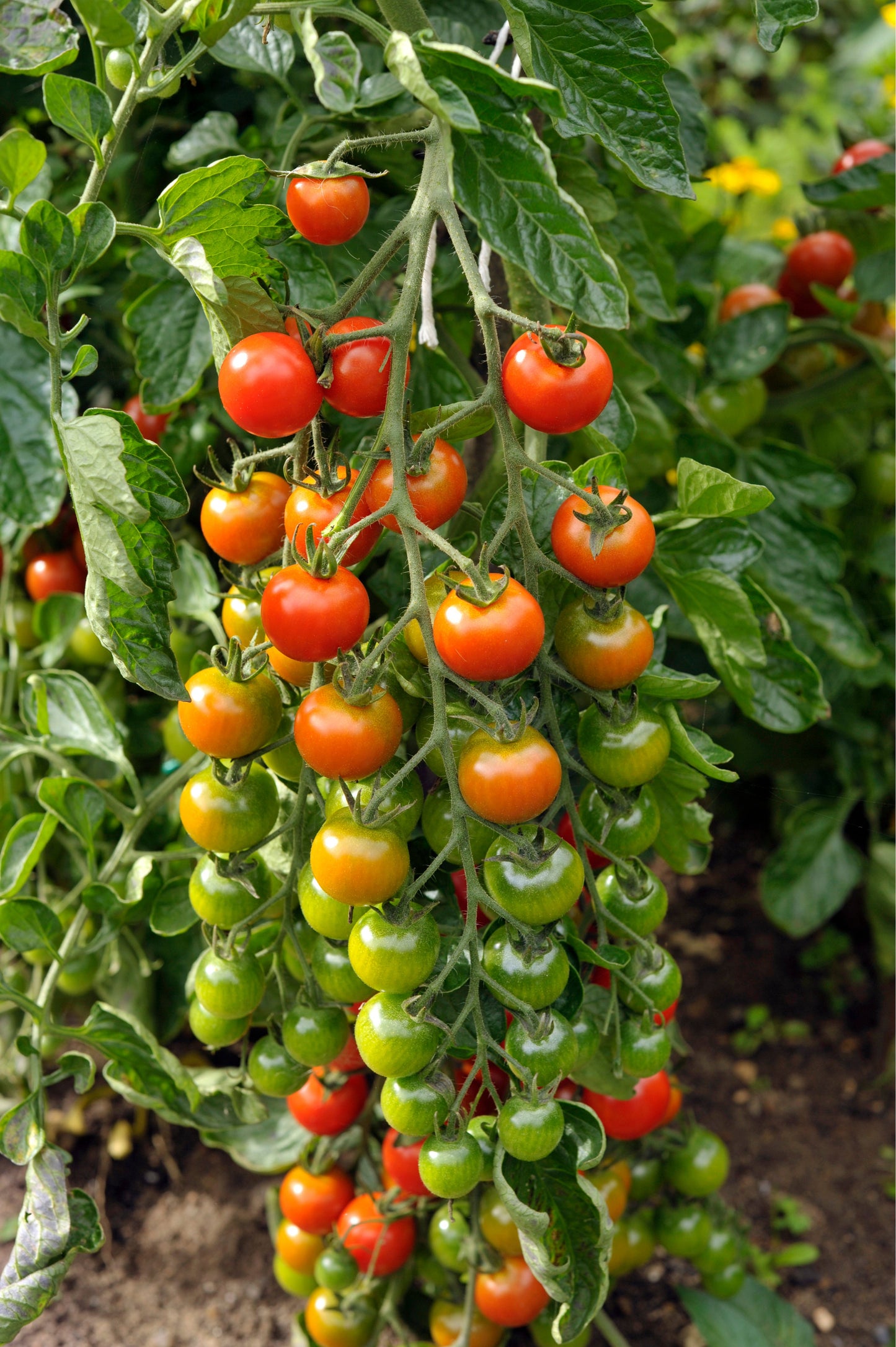Tomato Plants - 'Sweet Million' - 1 x Full Plant in a 9cm Pot