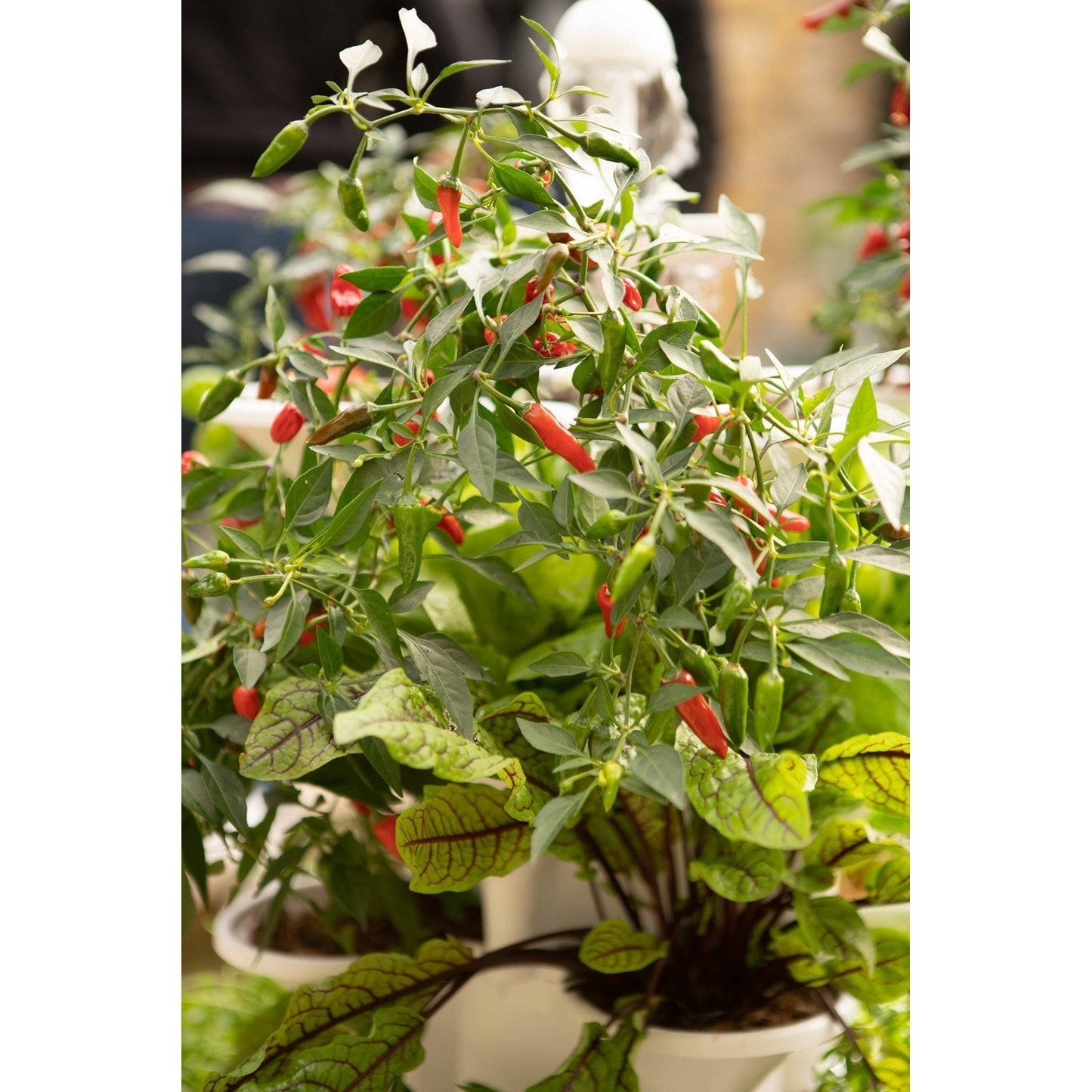 Acqua Garden - Self-Watering Vertical Growing System - AcquaGarden