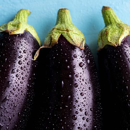 Aubergine 'Moneymaker' - 6 x Plug Plant Pack - AcquaGarden