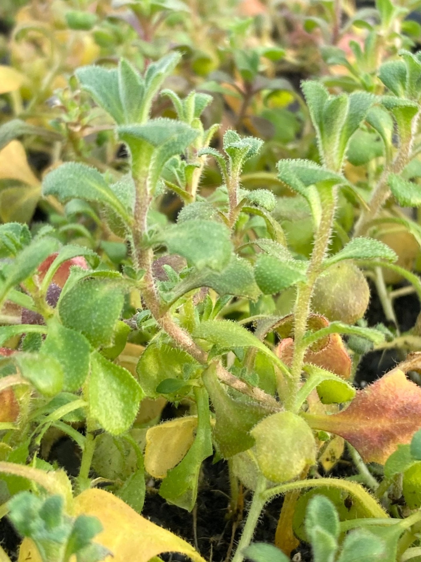 Aubrietia 'Red' - 6 x Plug Plant Pack - AcquaGarden