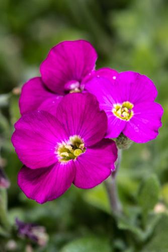 Aubrietia 'Red' - 6 x Plug Plant Pack - AcquaGarden