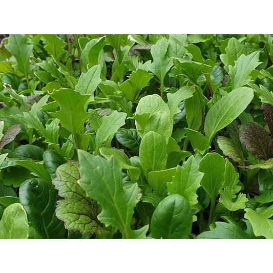 Baby Leaves Oriental Mix - 6 x Plug Plants - AcquaGarden