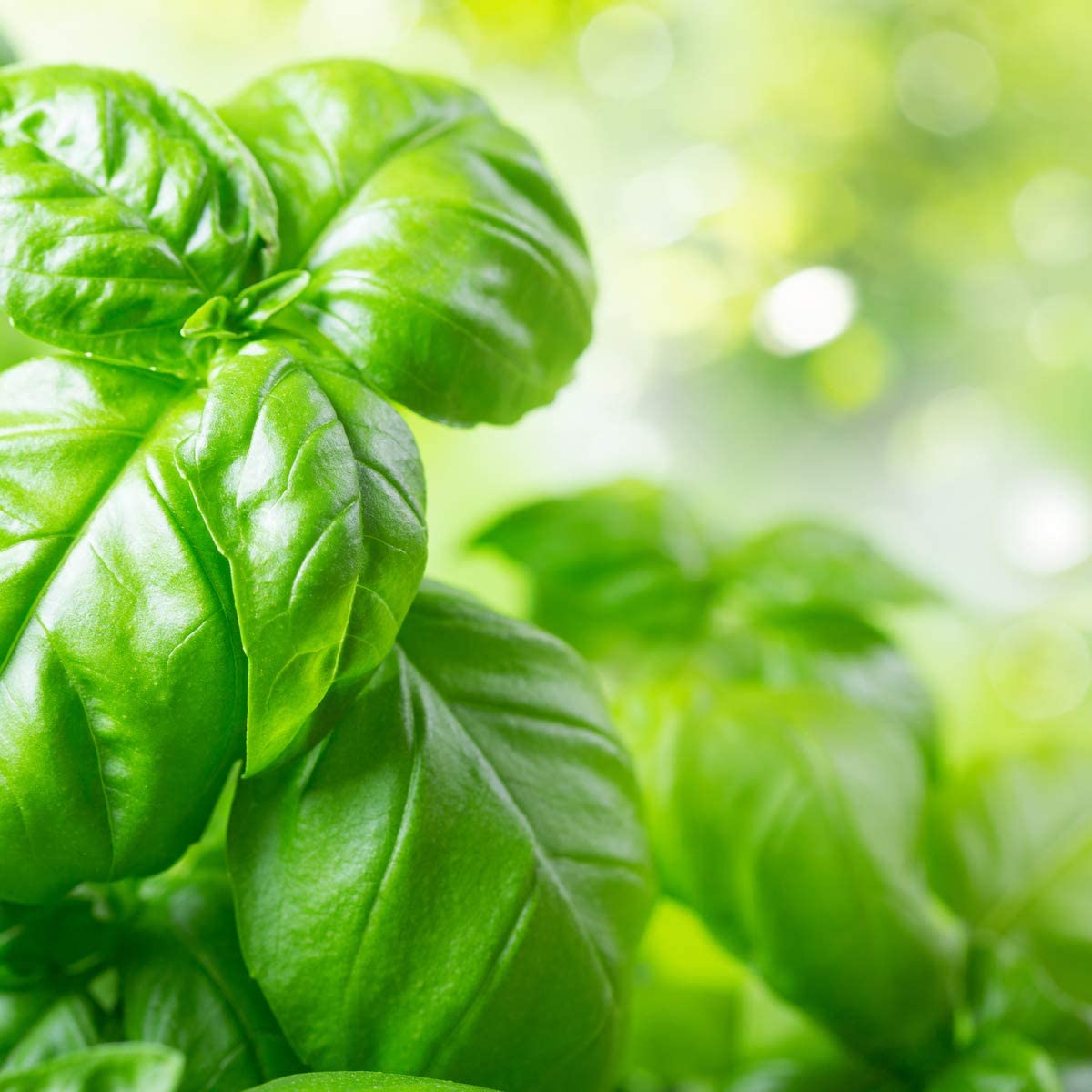 Basil 'Sweet Genovese' - 12 x Plug Plant Pack - AcquaGarden