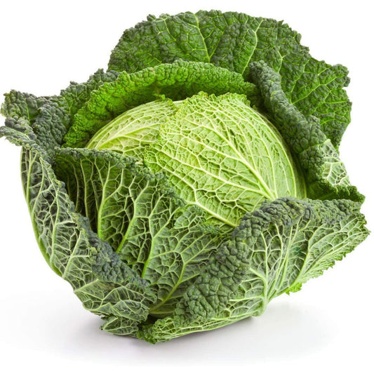Cabbage - Savoy - 18 x Plug Plant Pack - AcquaGarden