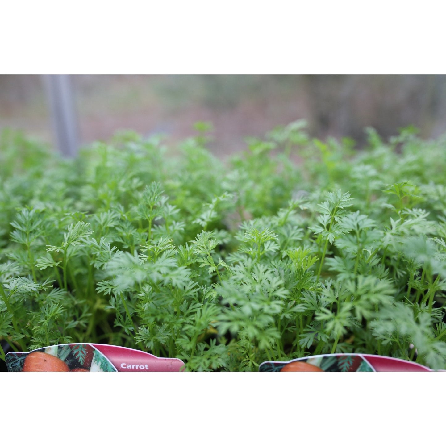 Carrot - Chanteney - 18 x Plug Plant Pack - AcquaGarden