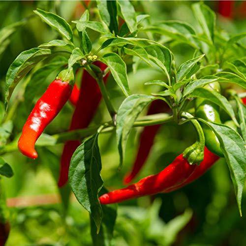 Chilli Pepper 'Cayenne' - 12 x Plug Plant Pack - AcquaGarden