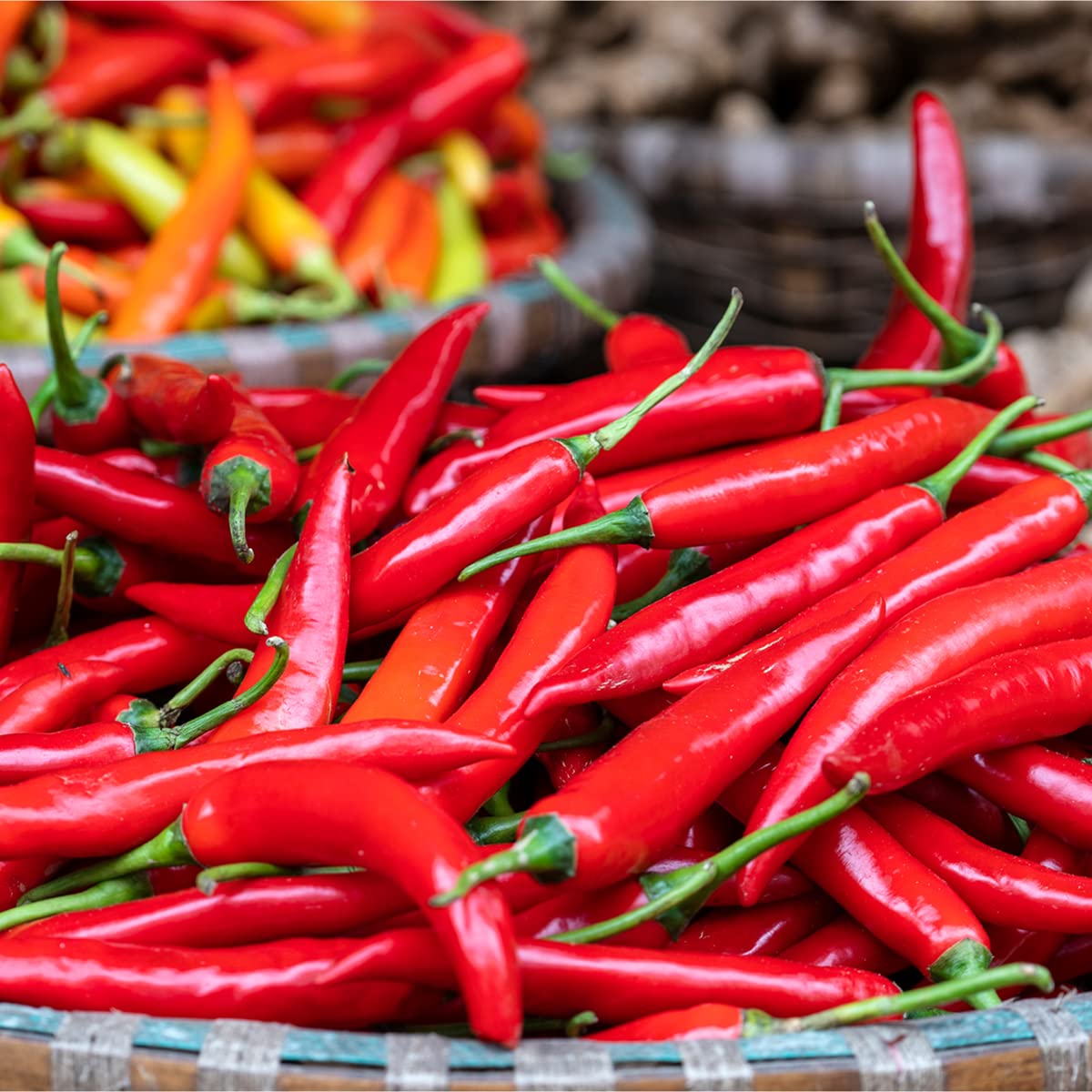 Chilli Pepper 'Cayenne' - 18 x Plug Plant Pack - AcquaGarden
