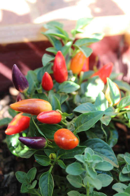 Chilli Pepper Gusto Purple - 18 x Plug Plant Pack - AcquaGarden