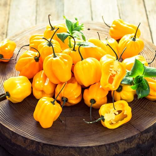 Chilli Pepper 'Habanero Birkina Yellow' - 18 x Plug Plant Pack - AcquaGarden