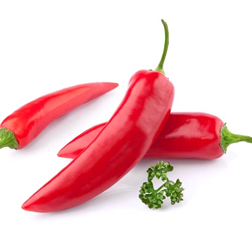 Chilli Pepper 'Hot Burrito' - 6 x Plug Plant Pack - AcquaGarden