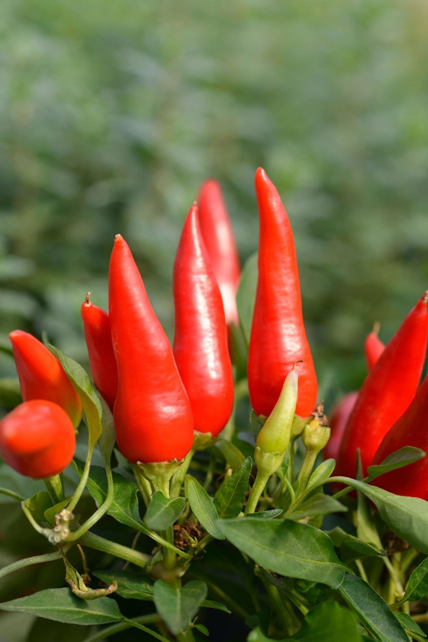 Chilli Pepper 'Hot Joker' - 6 x Plug Plant Pack - AcquaGarden