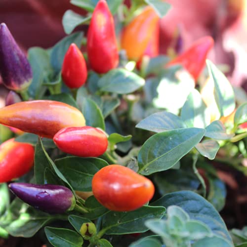 Chilli Pepper 'Prairie Fire' - 12 x Plug Plant Pack - AcquaGarden