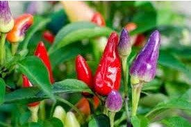 'Prairie Fire' Chilli Pepper - 12 x Plug Plant Pack