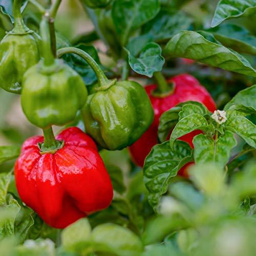 Chilli Pepper 'Scotch Bonnet Red' - 12 x Plug Pant Pack - AcquaGarden