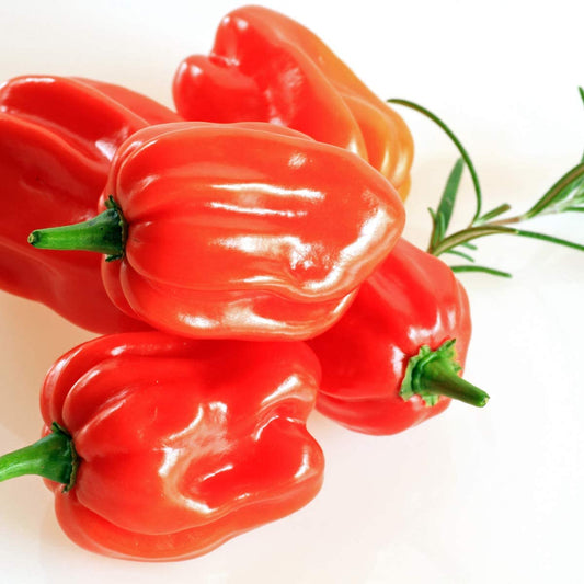 Chilli Pepper Scotch Bonnet Red - 12 x Plug Pants - AcquaGarden