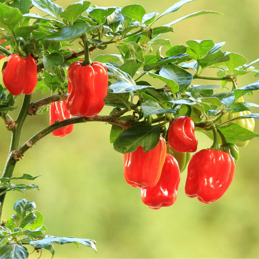 Chilli Pepper Scotch Bonnet Red - 18 x Plug Pant Pack - AcquaGarden