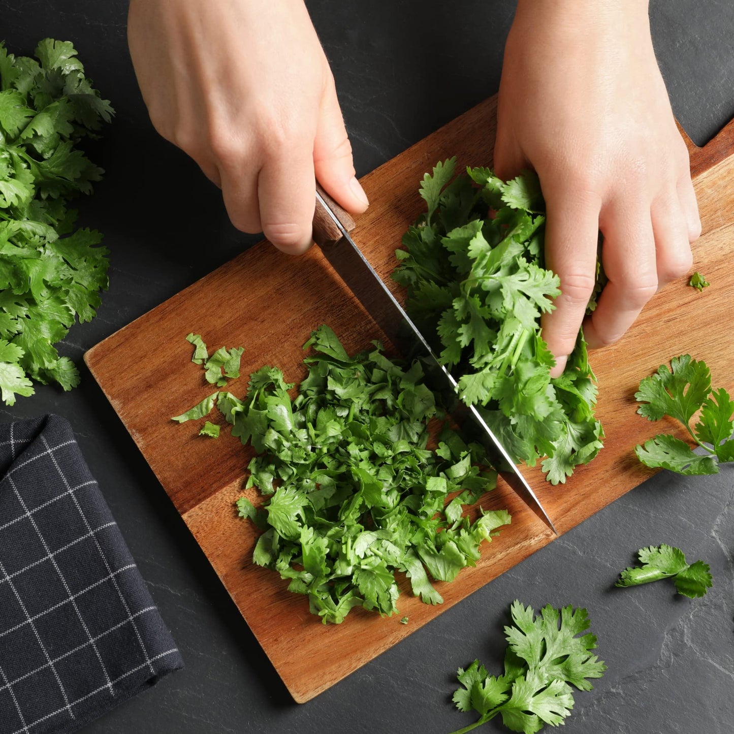 Coriander - 6 x Plug Plant Pack - AcquaGarden