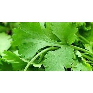 Coriander - Plug Plants (12) - AcquaGarden